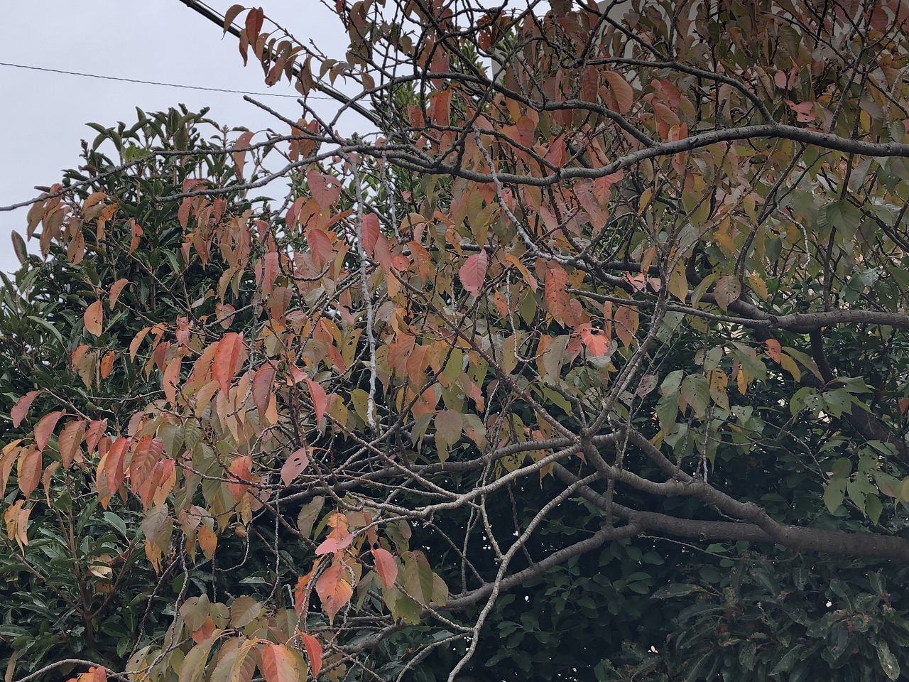 葉が赤く色づいてきた木の写真