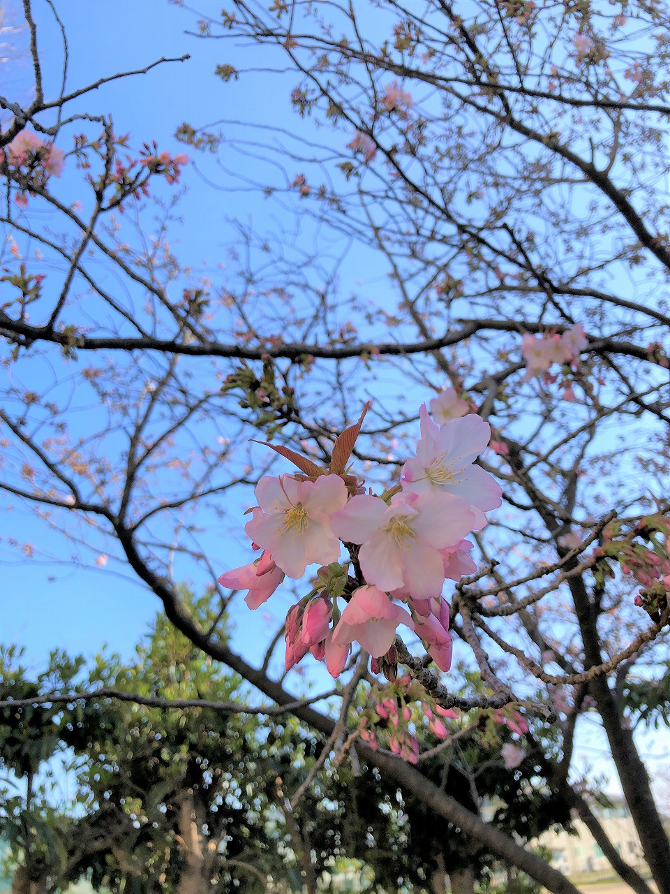 令和5年3月22日の桜の様子