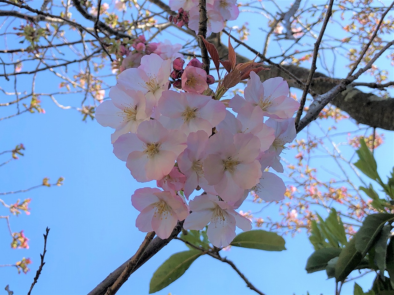 令和5年3月22日青少年センターの桜の様子